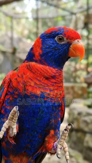 Red Cap Lory Adult Pair for Sale with Papers / Exchange Offer