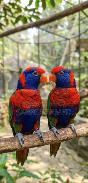 Red Cap Lory Adult Pair for Sale with Papers / Exchange Offer