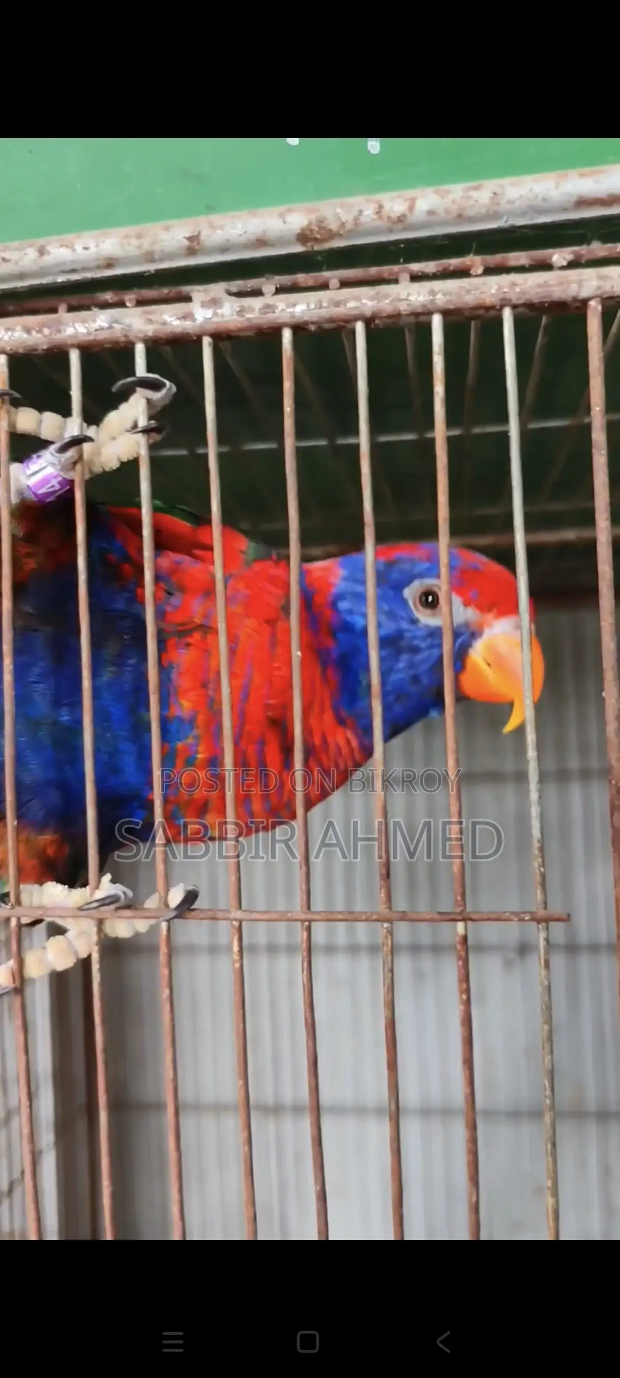 Red Cap Lory Adult Pair for Sale with Papers / Exchange Offer