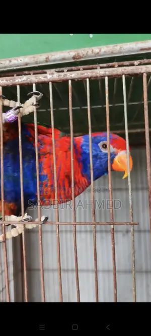 Red Cap Lory Adult Pair for Sale with Papers / Exchange Offer