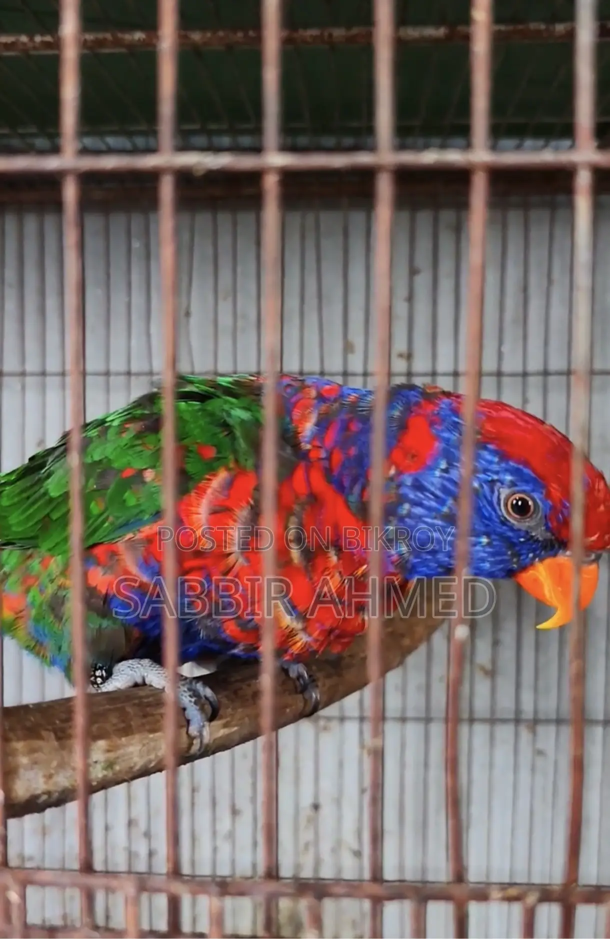 Red Cap Lory Adult Pair for Sale with Papers / Exchange Offer