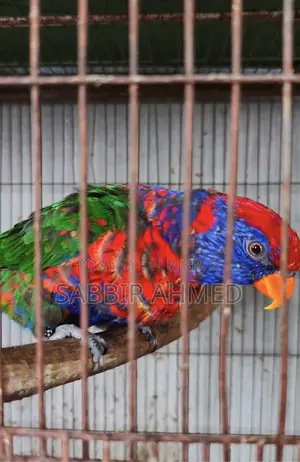 Red Cap Lory Adult Pair for Sale with Papers / Exchange Offer