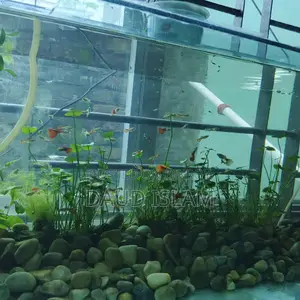 Guppy Fish