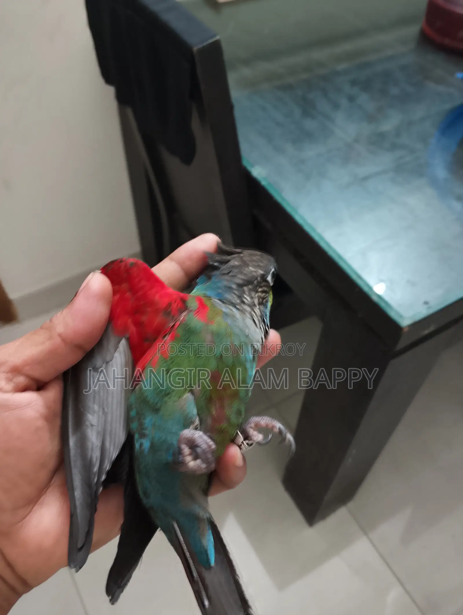Tame Crimson Bellied Conure