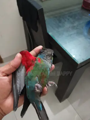 পোষা ক্রিমসন বেলিড কনুর
