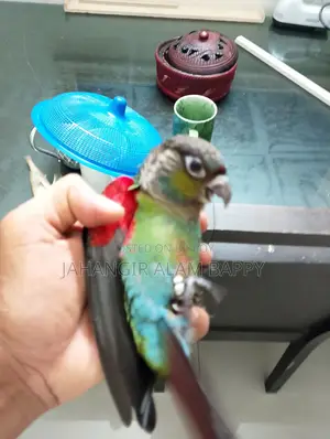 Tame Crimson Bellied Conure