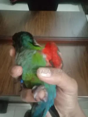 Tame Crimson Bellied Conure