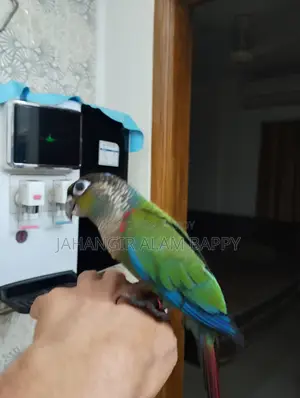 Tame Crimson Bellied Conure