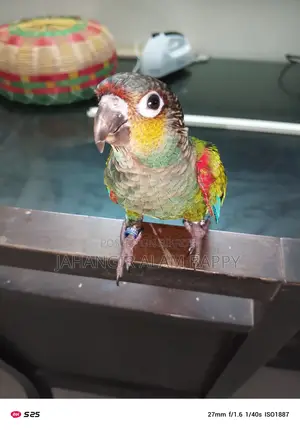 Tame Crimson Bellied Conure