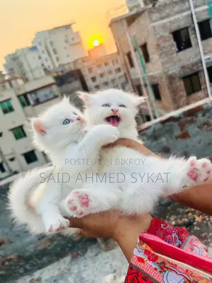 পার্সিয়ান বিড়াল
