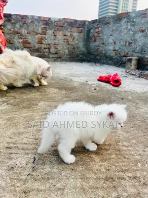 পার্সিয়ান বিড়াল