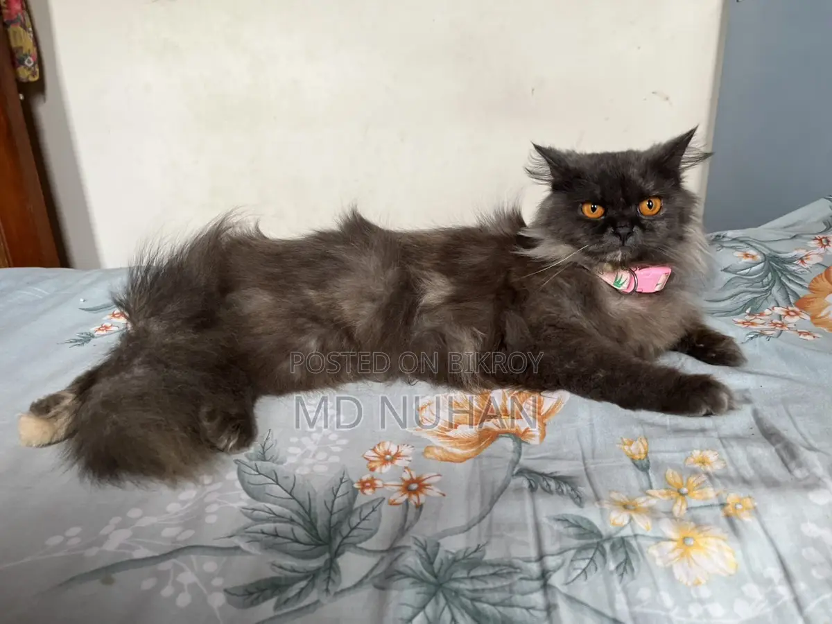 Long Hair Persian Cat Female