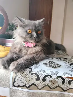 Long Hair Persian Cat Female