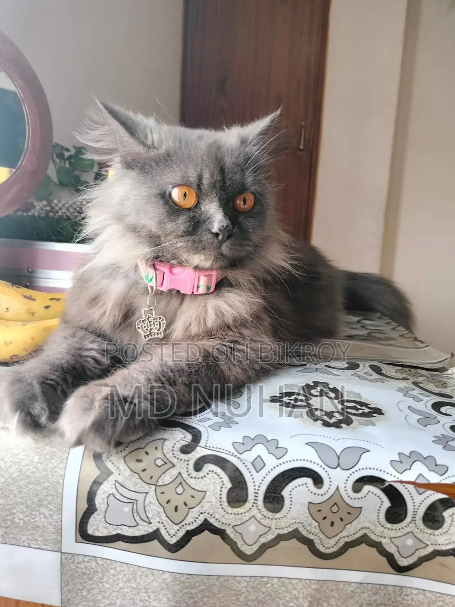 Long Hair Persian Cat Female