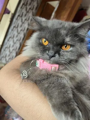 Long Hair Persian Cat Female