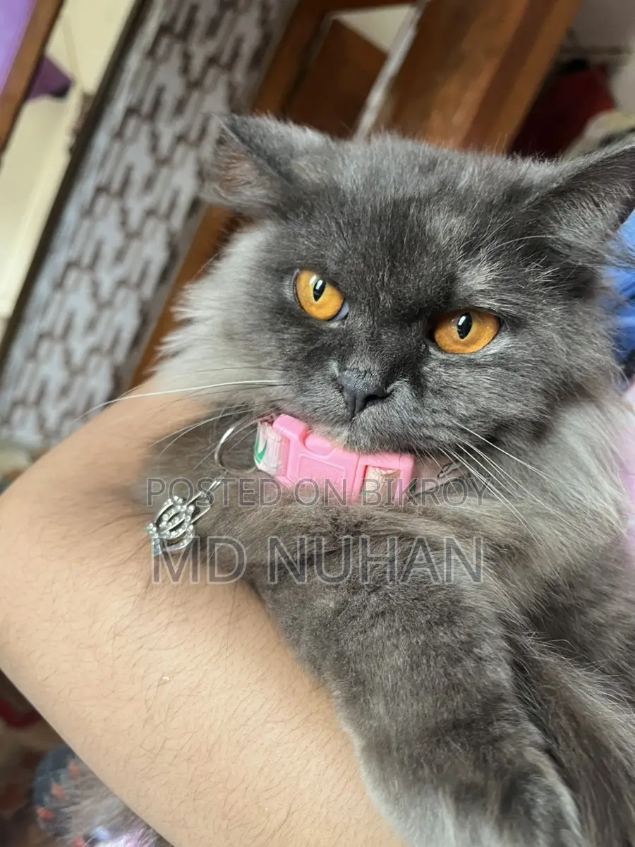 Long Hair Persian Cat Female