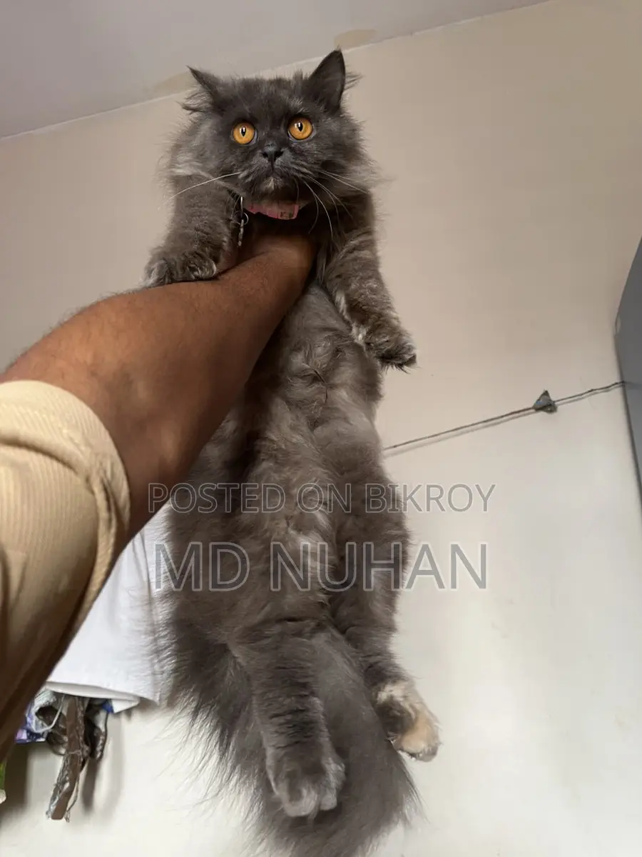 Long Hair Persian Cat Female