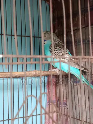 বাজরিকা পাখি