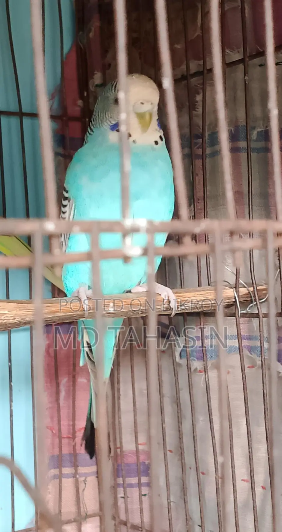 বাজরিকা পাখি