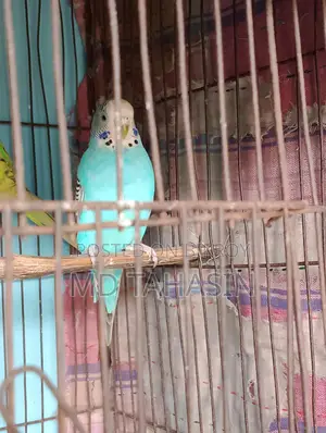 বাজরিকা পাখি