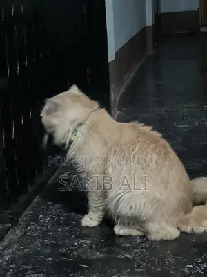 পার্সিয়ান বিড়াল
