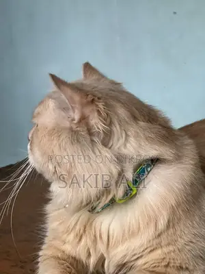 পার্সিয়ান বিড়াল
