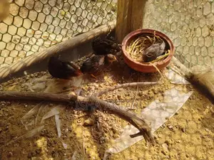 Classic King Quail