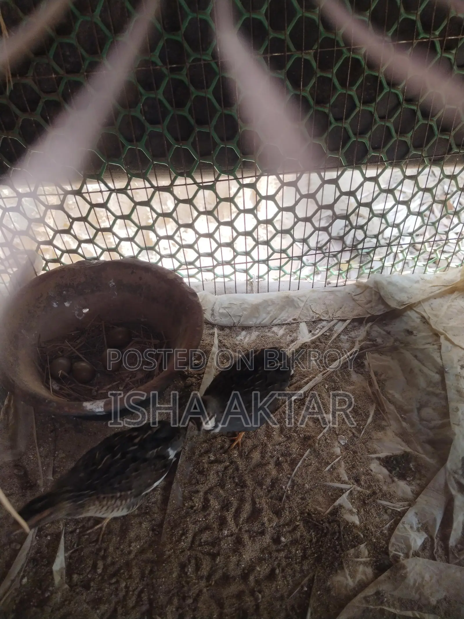 Classic King Quail