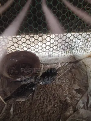 Classic King Quail