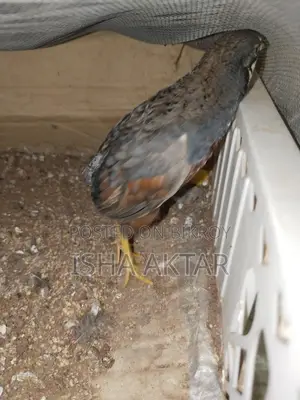 Classic King Quail
