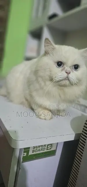 ট্রেডিশনাল পার্শিয়ান ক্যাট