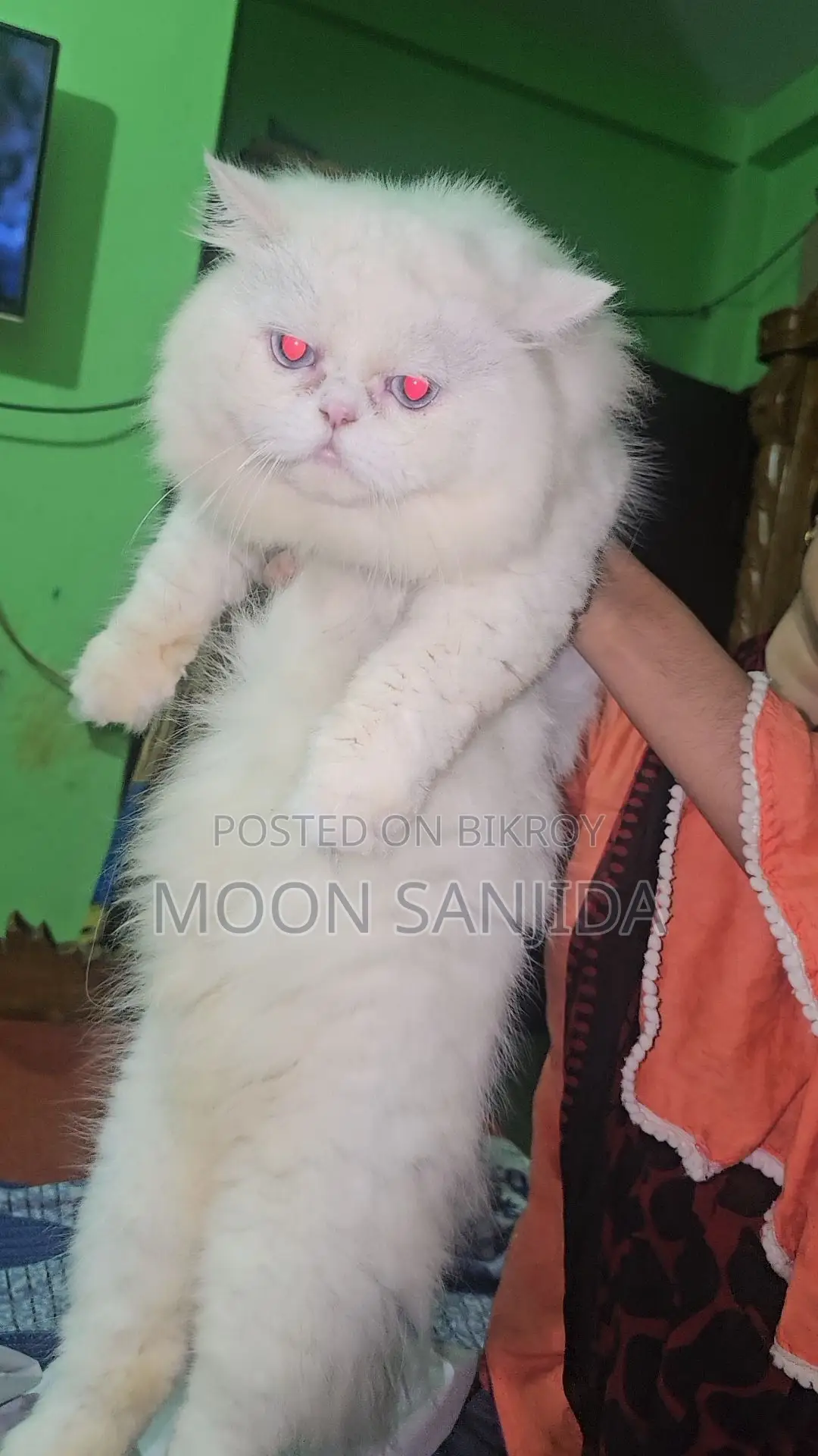 ট্রেডিশনাল পার্শিয়ান ক্যাট