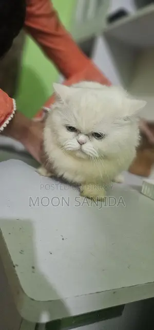 ট্রেডিশনাল পার্শিয়ান ক্যাট