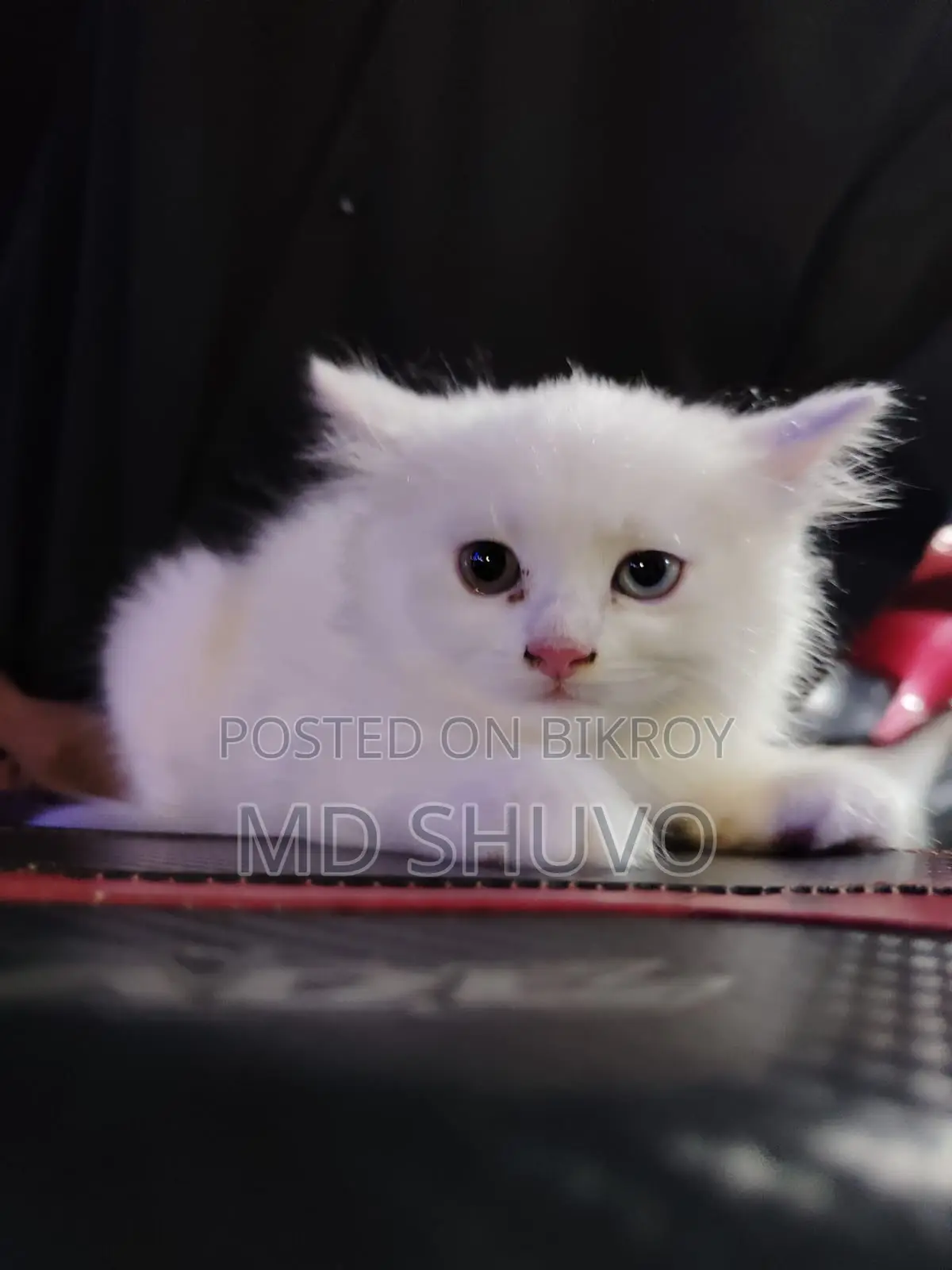 Cat for Sale