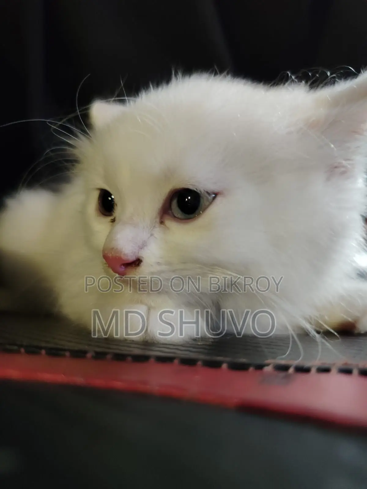 Cat for Sale