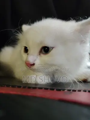 Cat for Sale