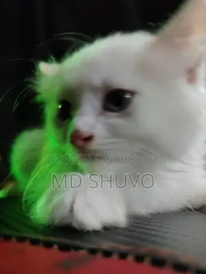 Cat for Sale