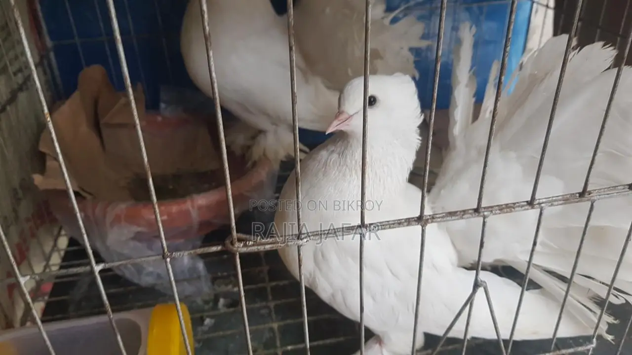 Pigeon