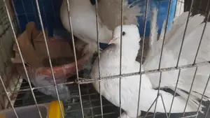 Pigeon