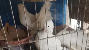 Pigeon