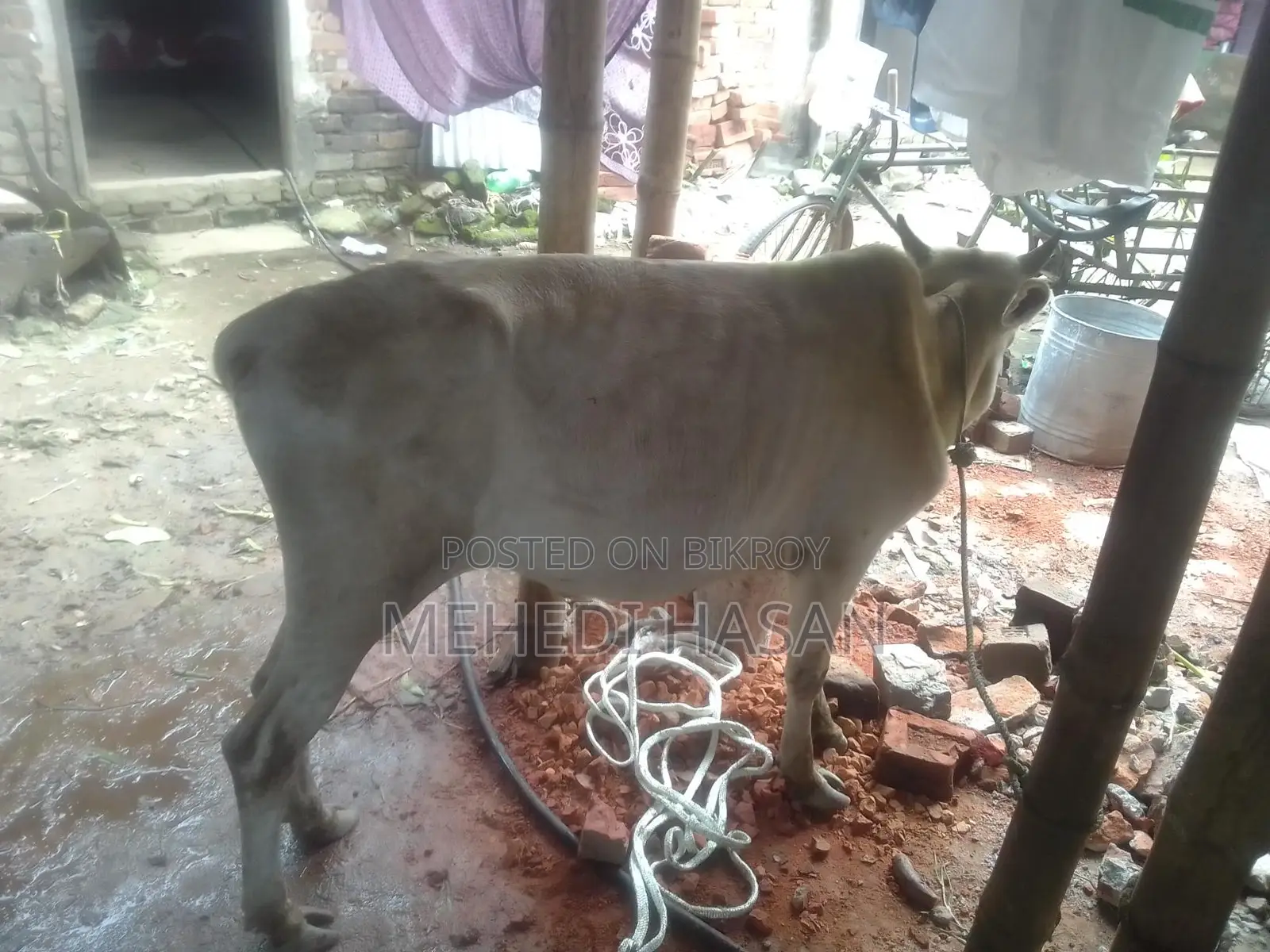 Bull Suitable for Qurbani