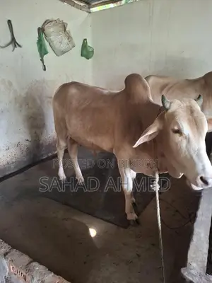 Cow for Qurbani