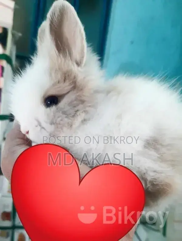 Rabbit For Sale