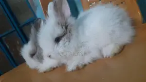 Rabbit For Sale