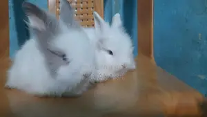 Rabbit For Sale