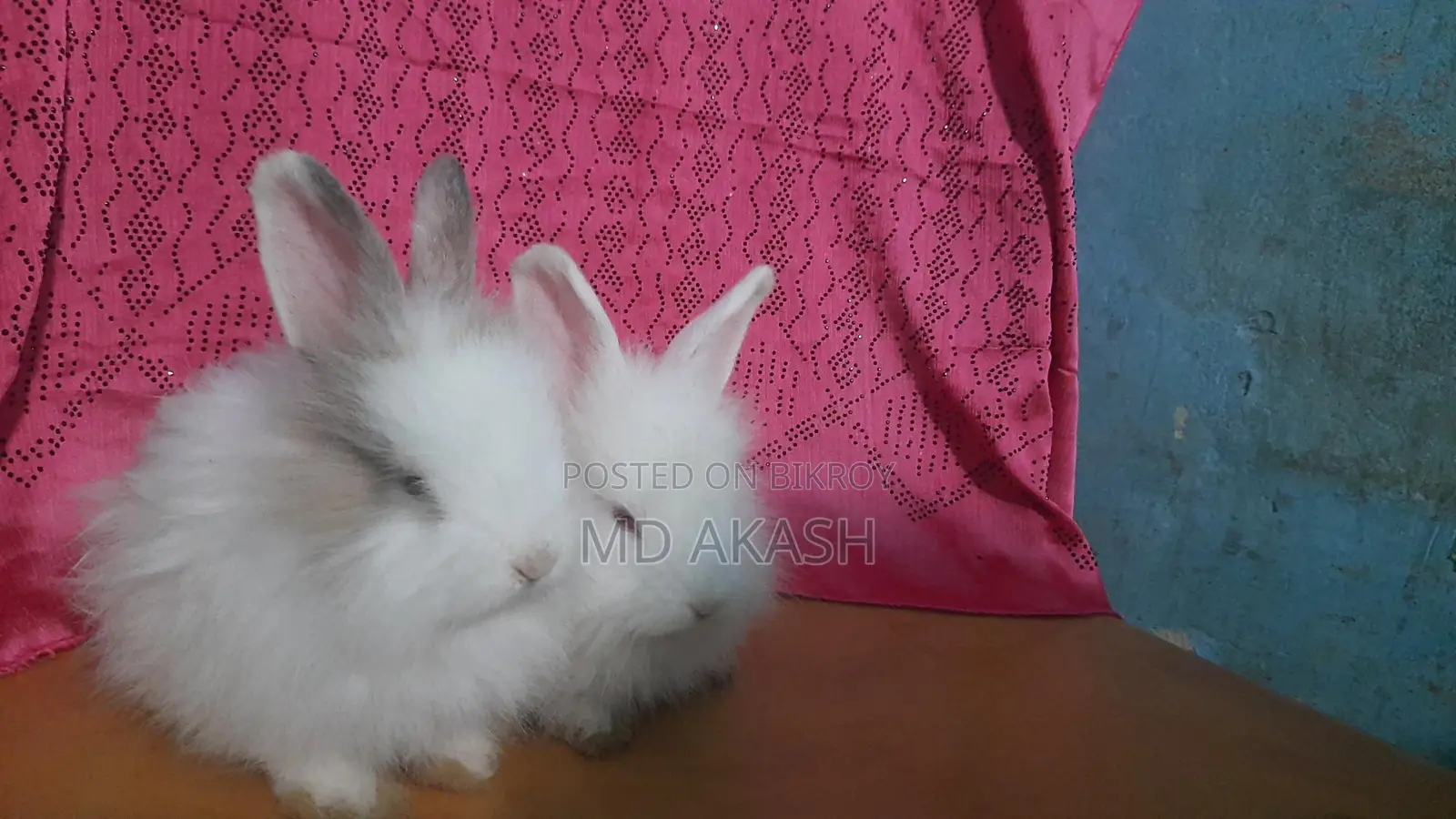 Rabbit For Sale