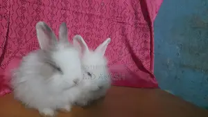 Rabbit For Sale
