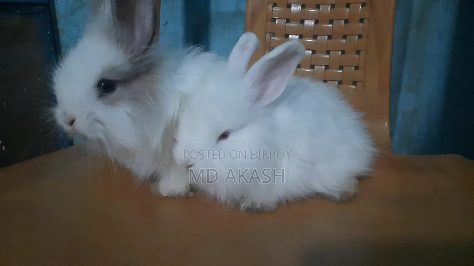 Rabbit For Sale