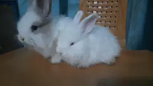 Rabbit For Sale