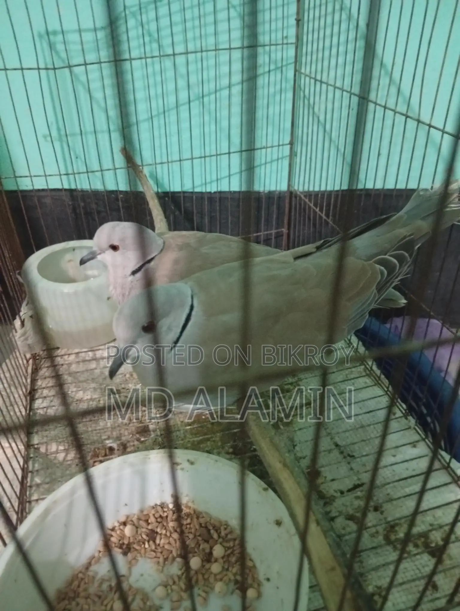 Dove Bird